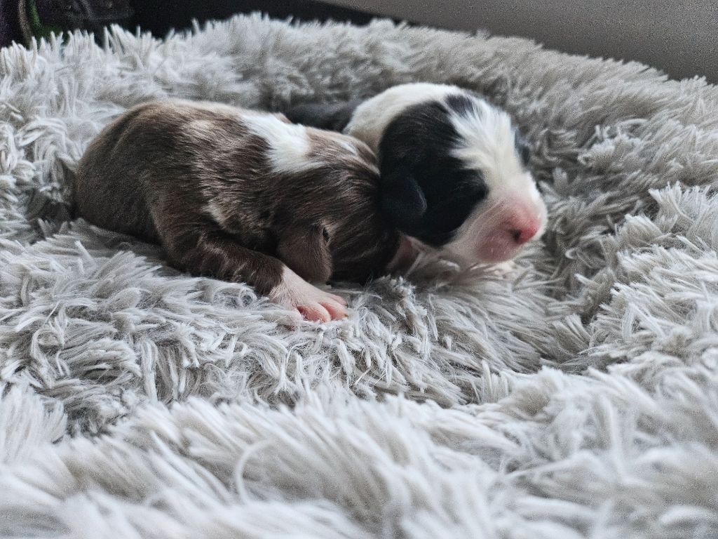 De La Vie En Couleur - Chiot disponible  - Bearded Collie