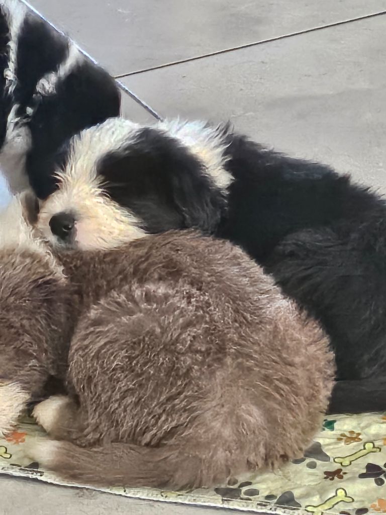 De La Vie En Couleur - Chiot disponible  - Bearded Collie