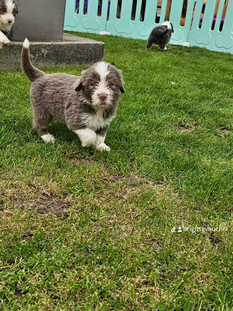 De La Vie En Couleur - Chiot disponible  - Bearded Collie