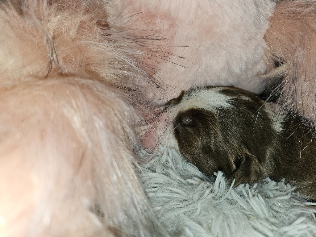 De La Vie En Couleur - Chiot disponible  - Bearded Collie