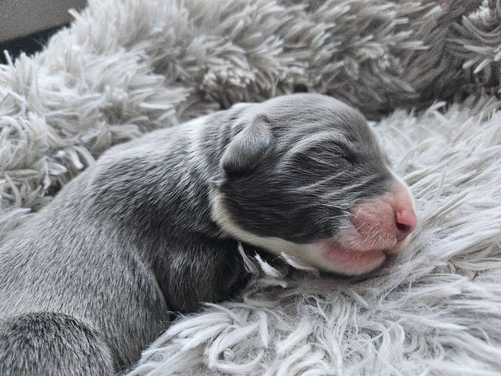 De La Vie En Couleur - Chiot disponible  - Bearded Collie