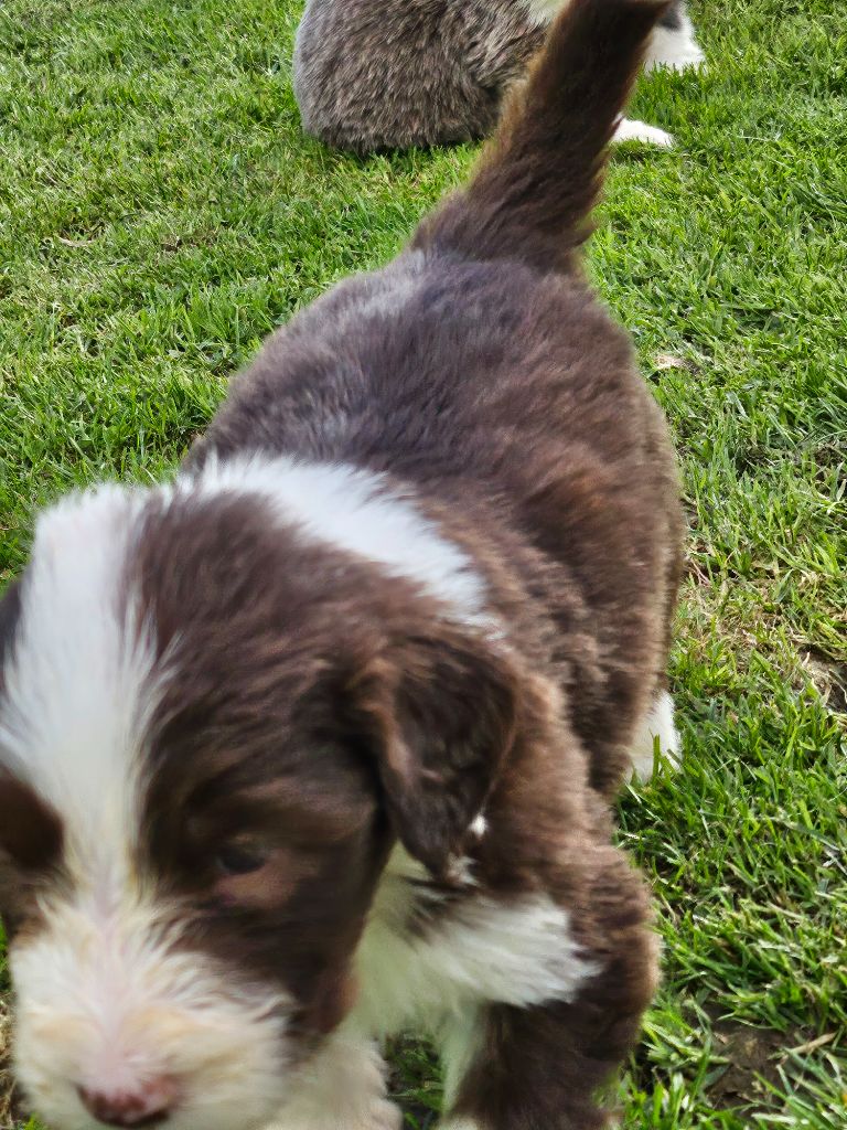 De La Vie En Couleur - Chiot disponible  - Bearded Collie