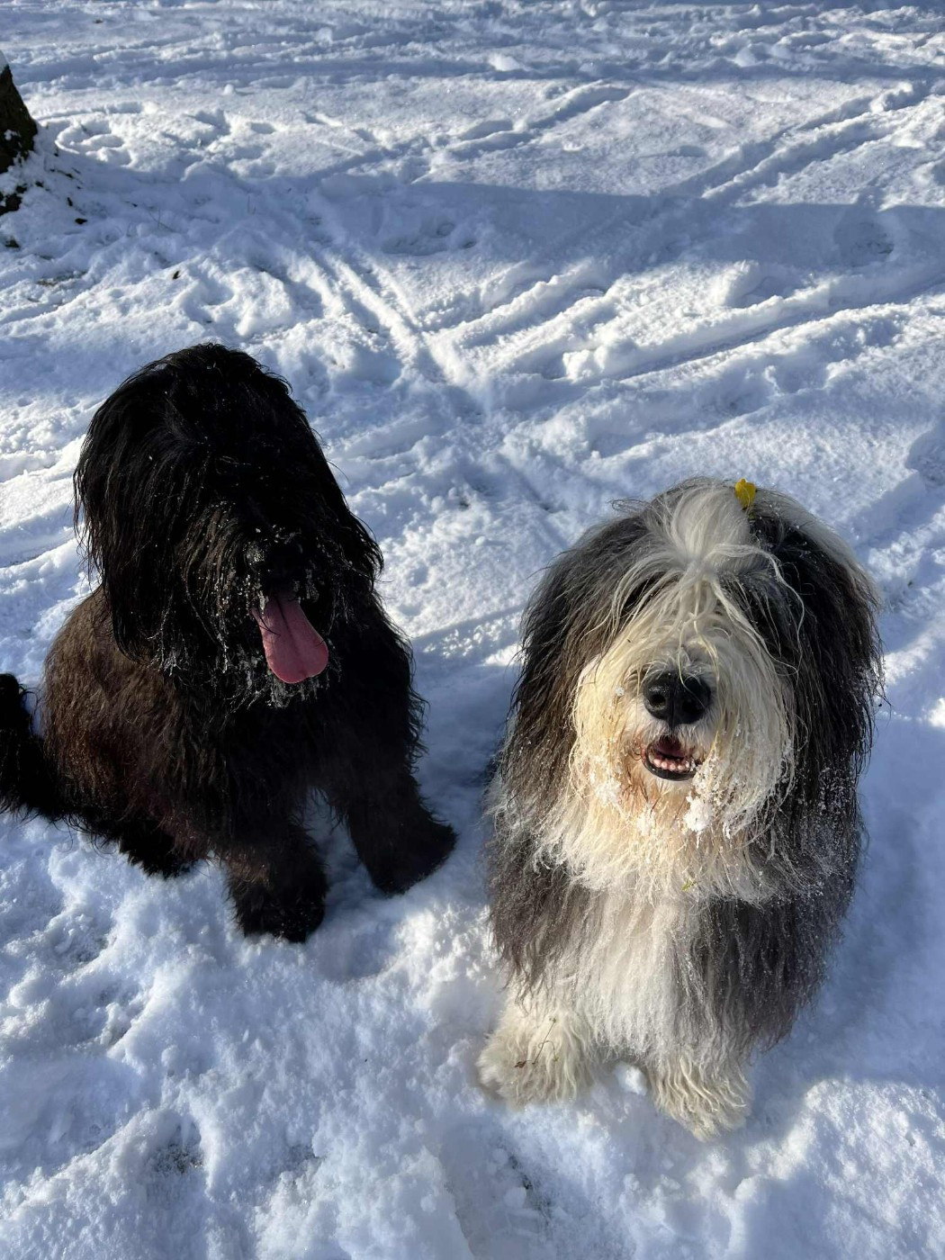 Nos loulous dans leurs familles