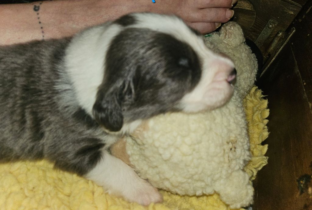 De La Vie En Couleur - Chiots disponibles - Bearded Collie