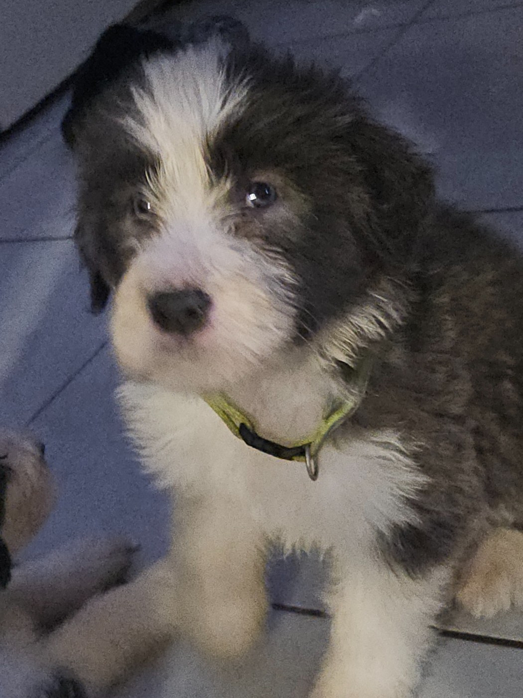 De La Vie En Couleur - Chiots disponibles - Bearded Collie
