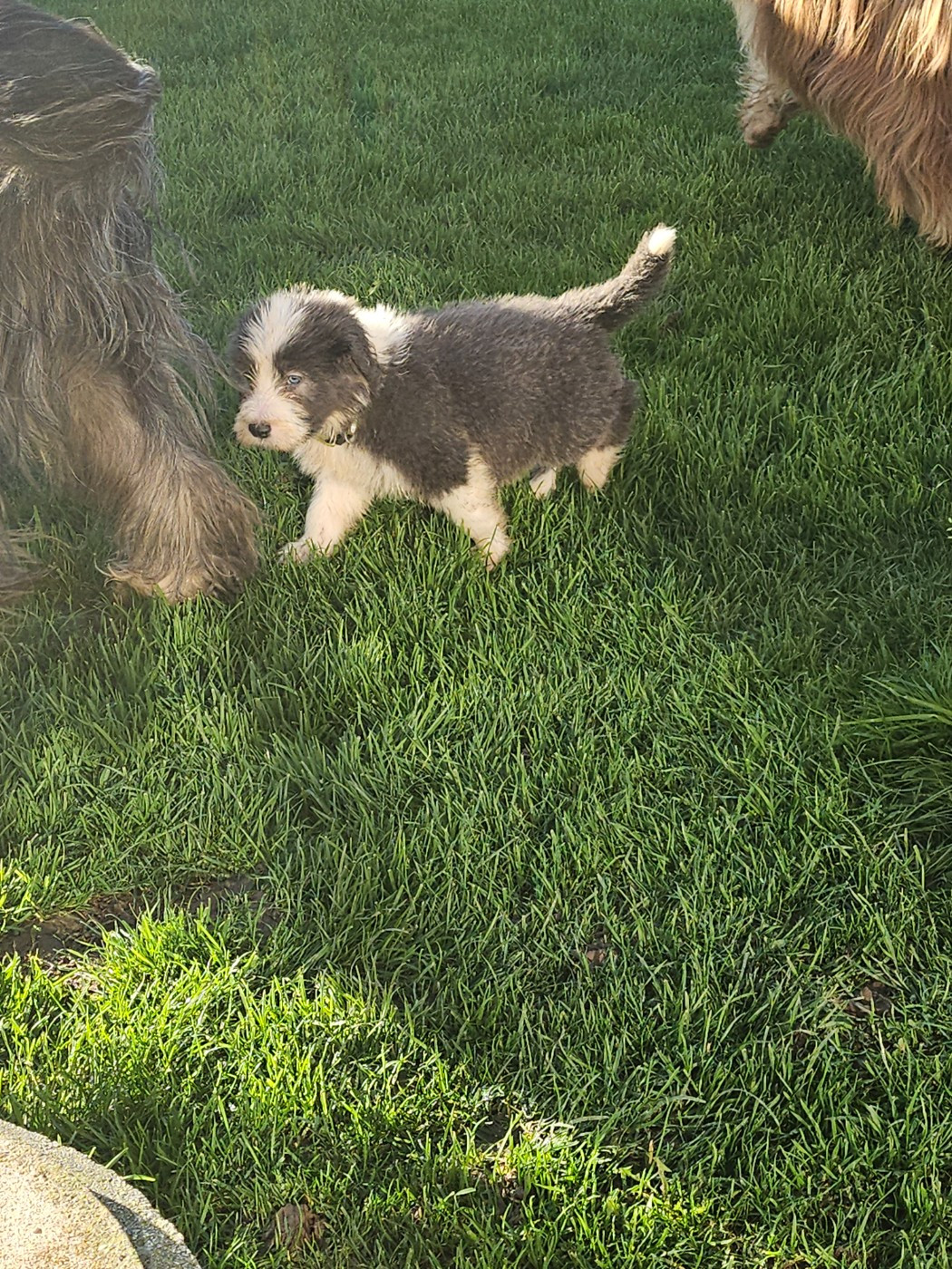 De La Vie En Couleur - Chiots disponibles - Bearded Collie