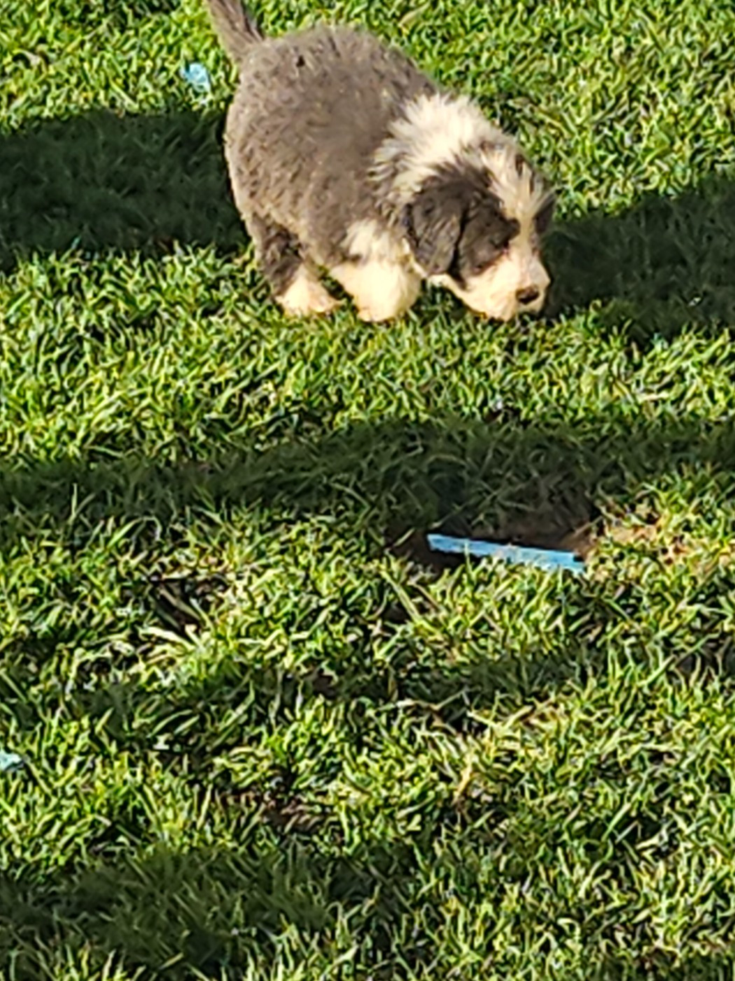 De La Vie En Couleur - Chiots disponibles - Bearded Collie