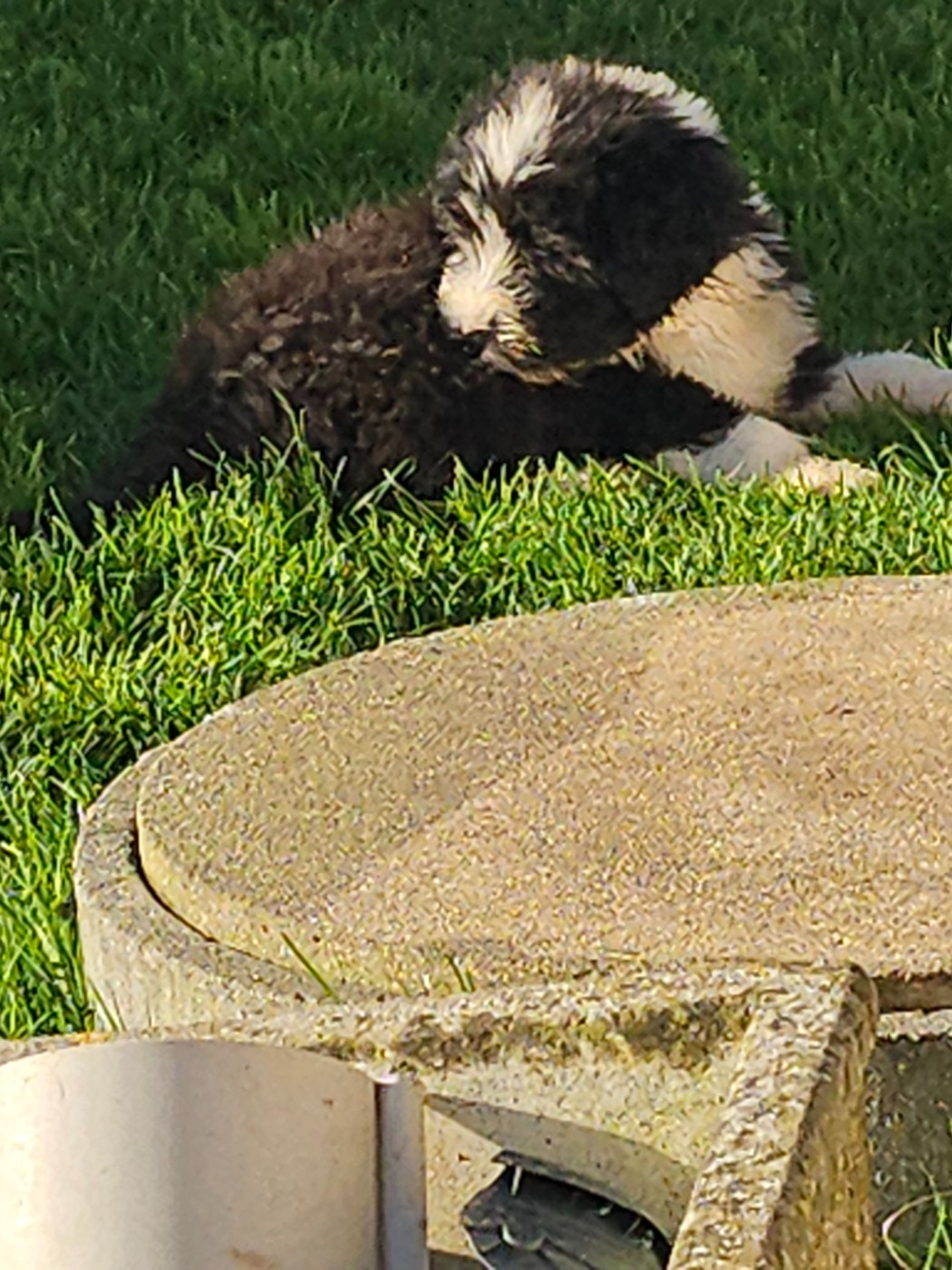 De La Vie En Couleur - Chiots disponibles - Bearded Collie