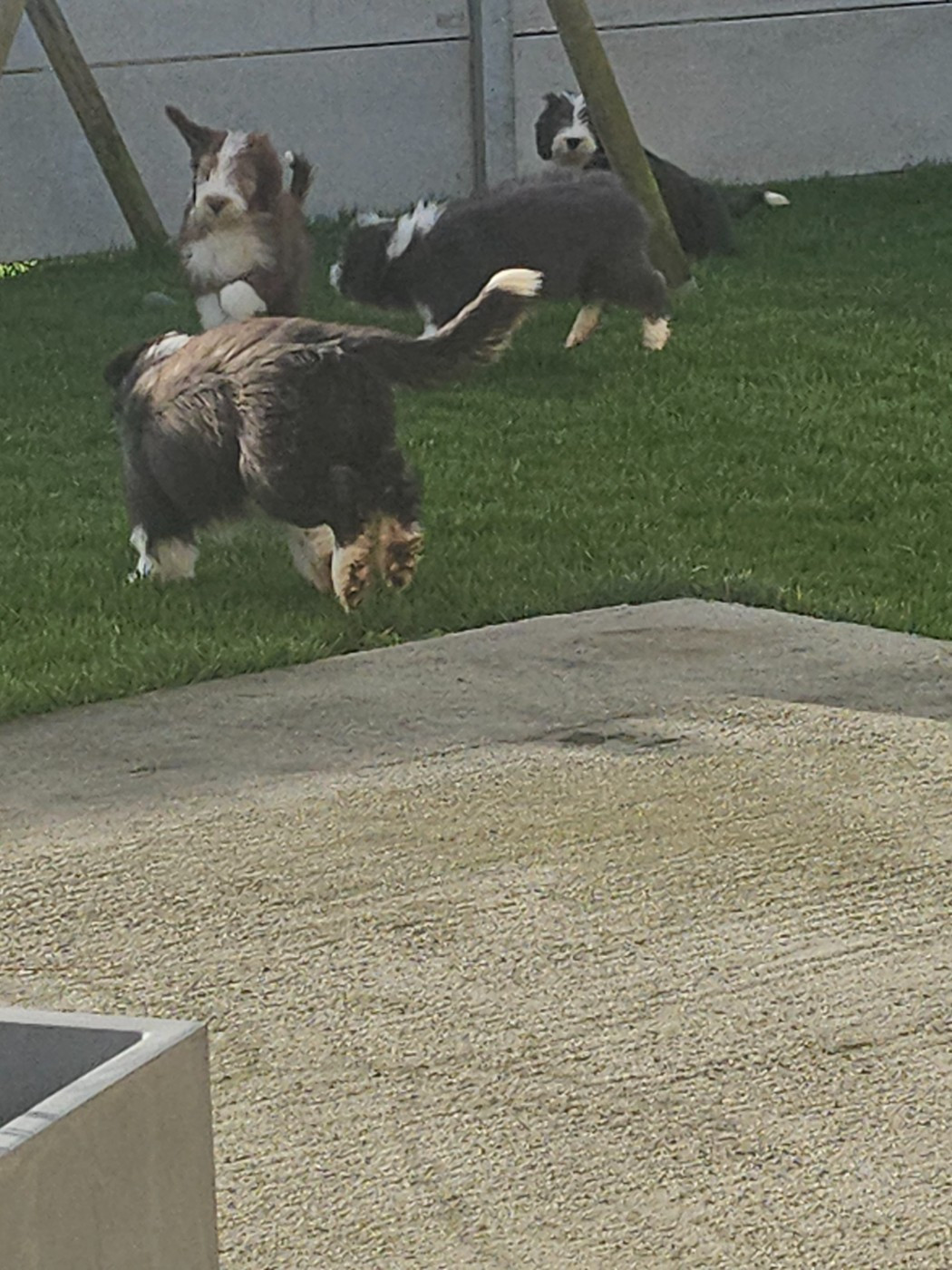De La Vie En Couleur - Bearded Collie - Portée née le 11/10/2025