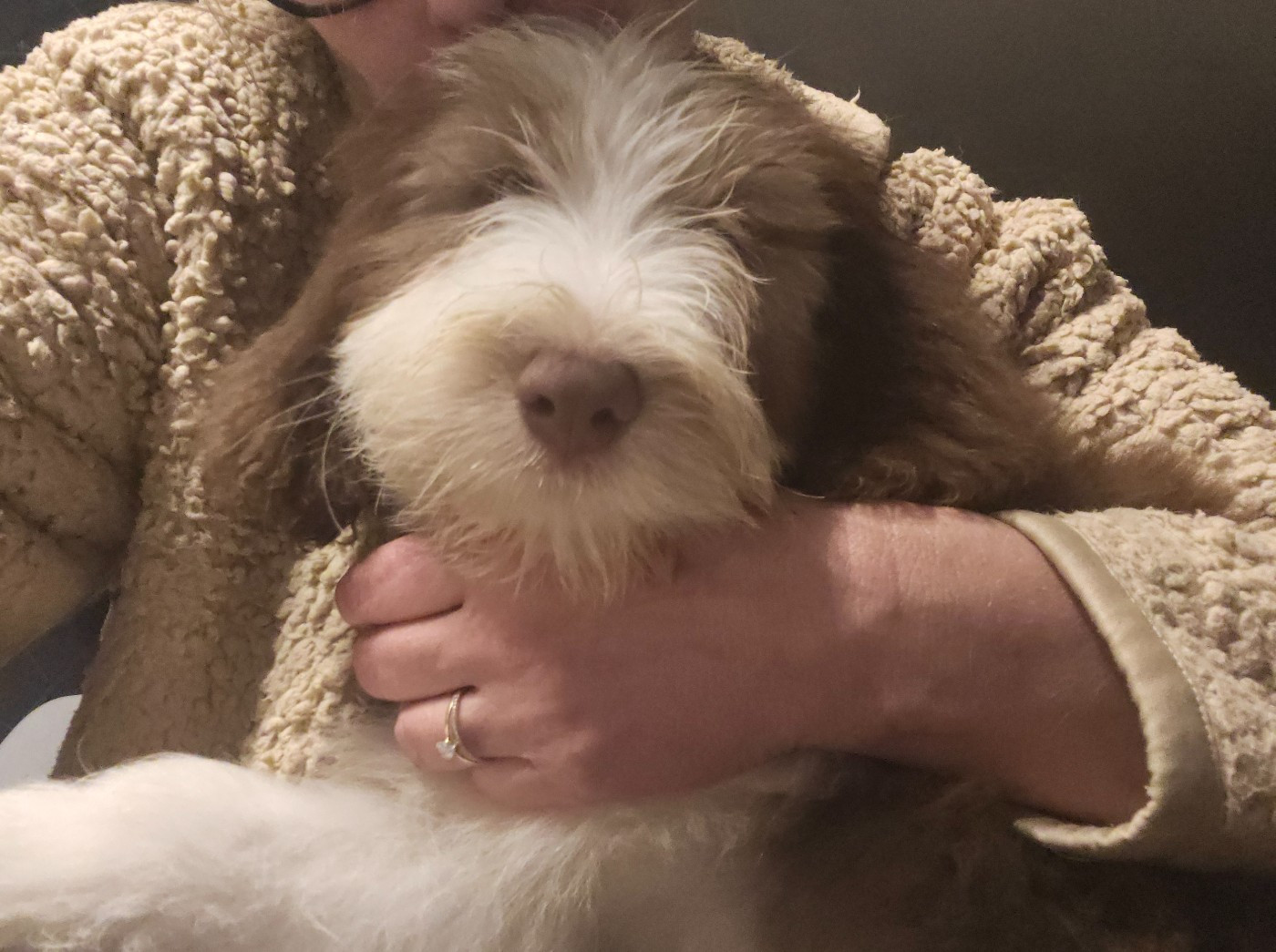 De La Vie En Couleur - Chiots disponibles - Bearded Collie