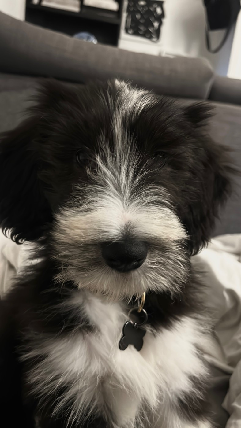 De La Vie En Couleur - Chiots disponibles - Bearded Collie