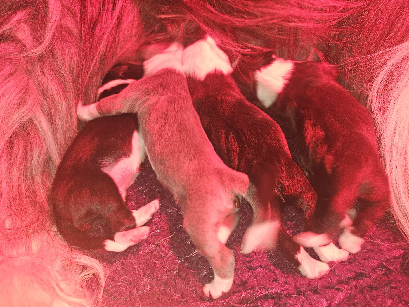 Chiot Bearded Collie De La Vie En Couleur