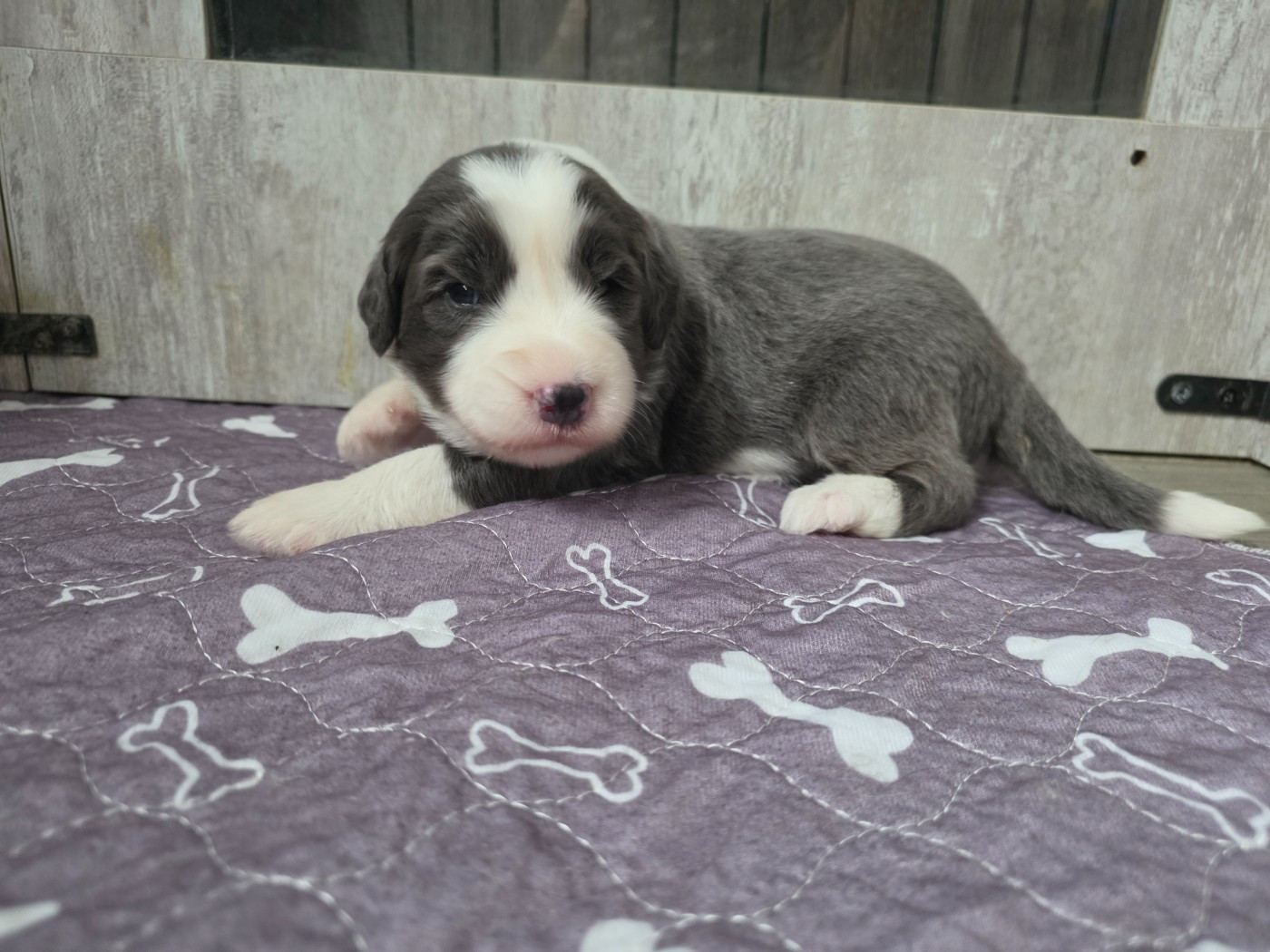 De La Vie En Couleur - Chiots disponibles - Bearded Collie