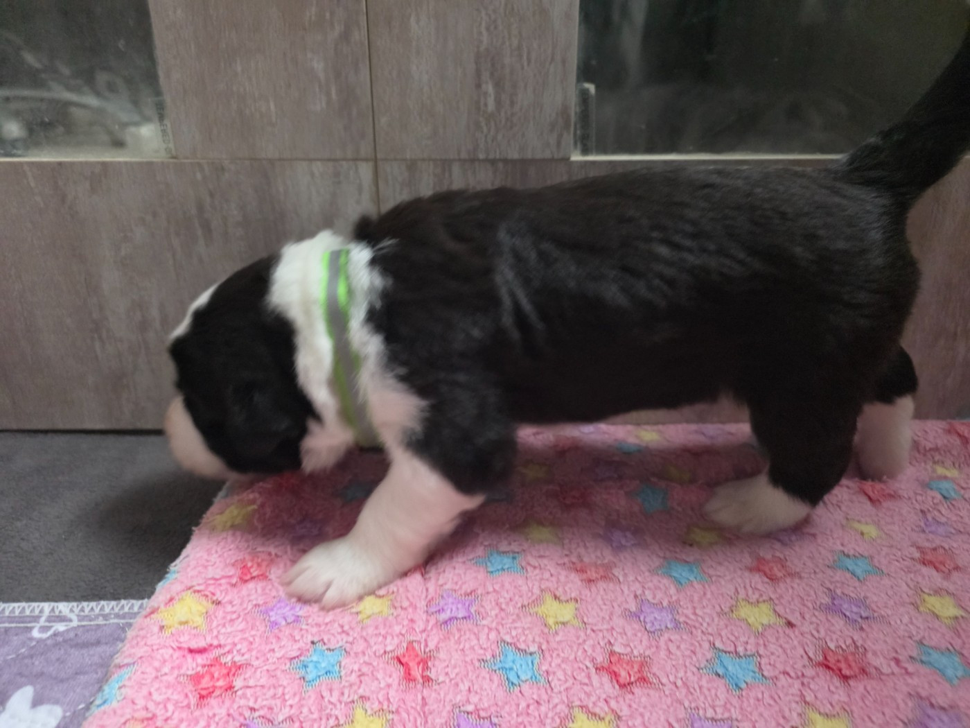 De La Vie En Couleur - Chiots disponibles - Bearded Collie
