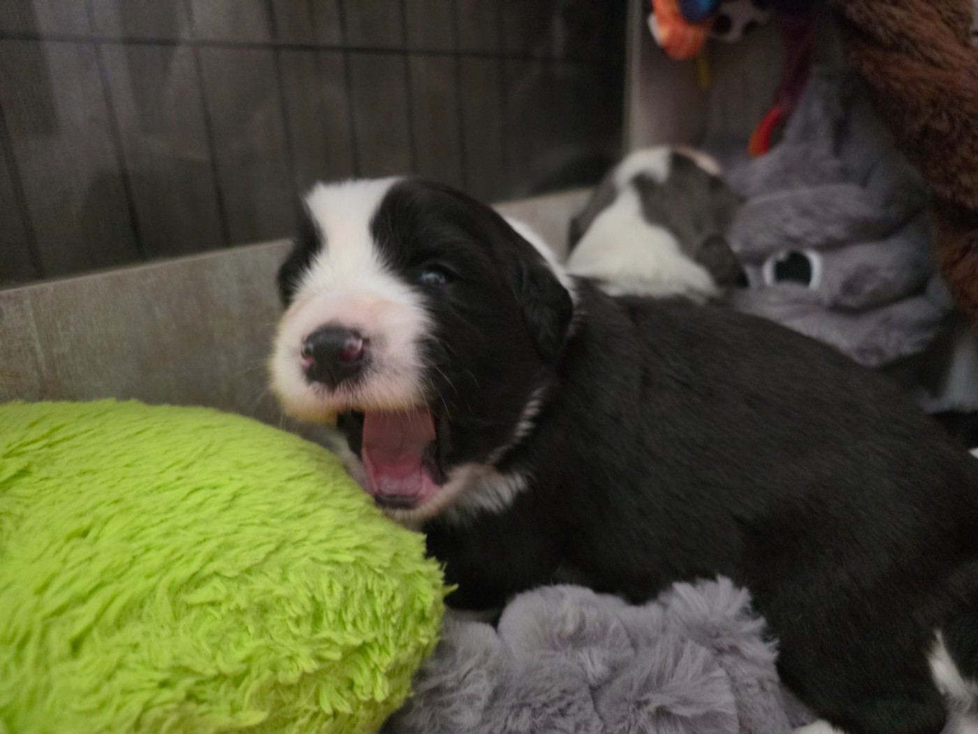 De La Vie En Couleur - Chiots disponibles - Bearded Collie
