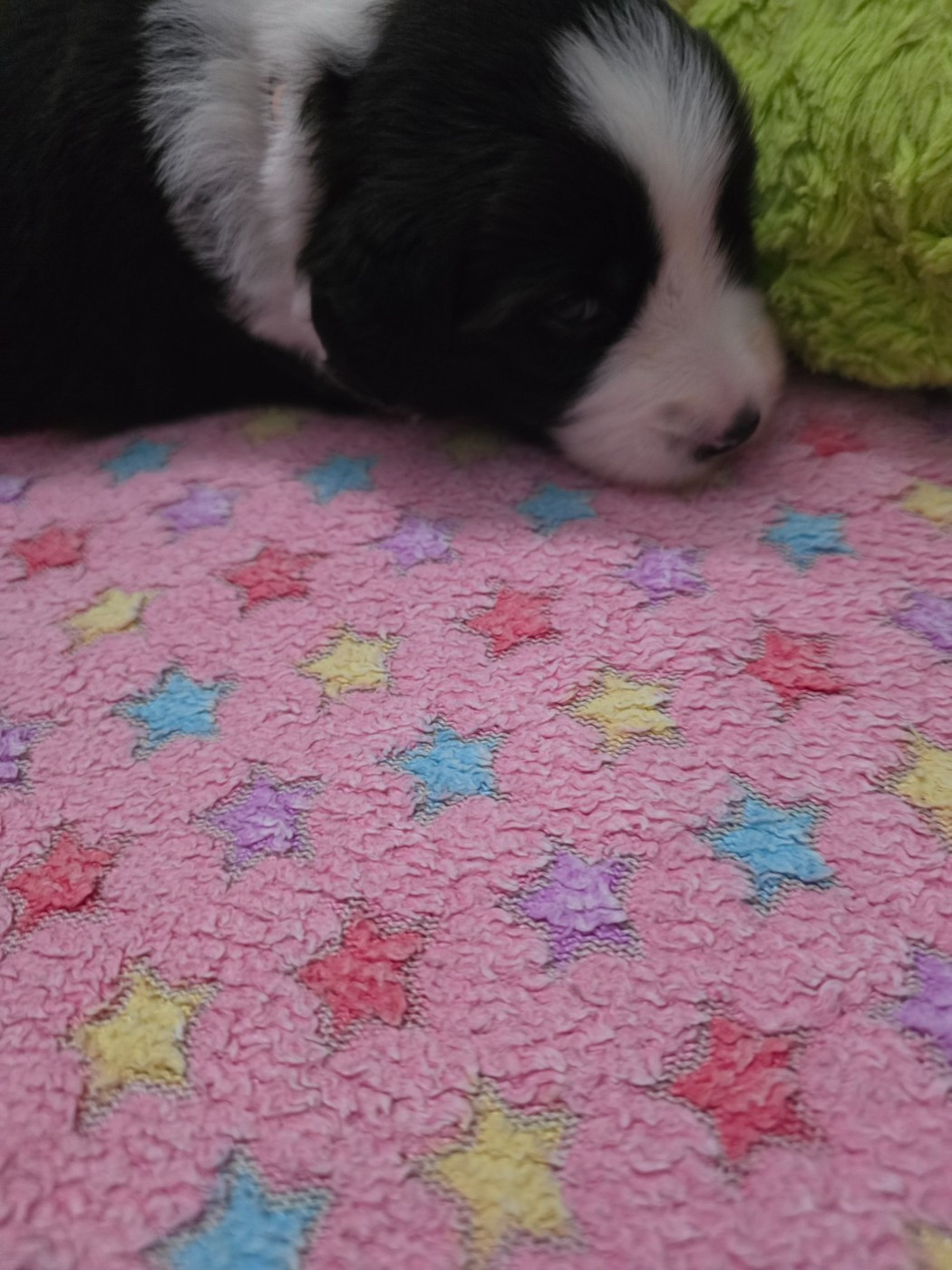 De La Vie En Couleur - Chiots disponibles - Bearded Collie