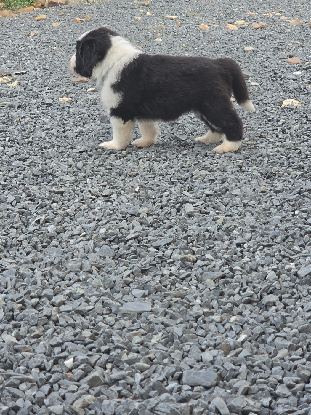 De La Vie En Couleur - Chiots disponibles - Bearded Collie