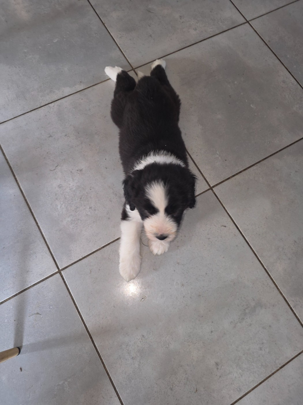 De La Vie En Couleur - Chiots disponibles - Bearded Collie