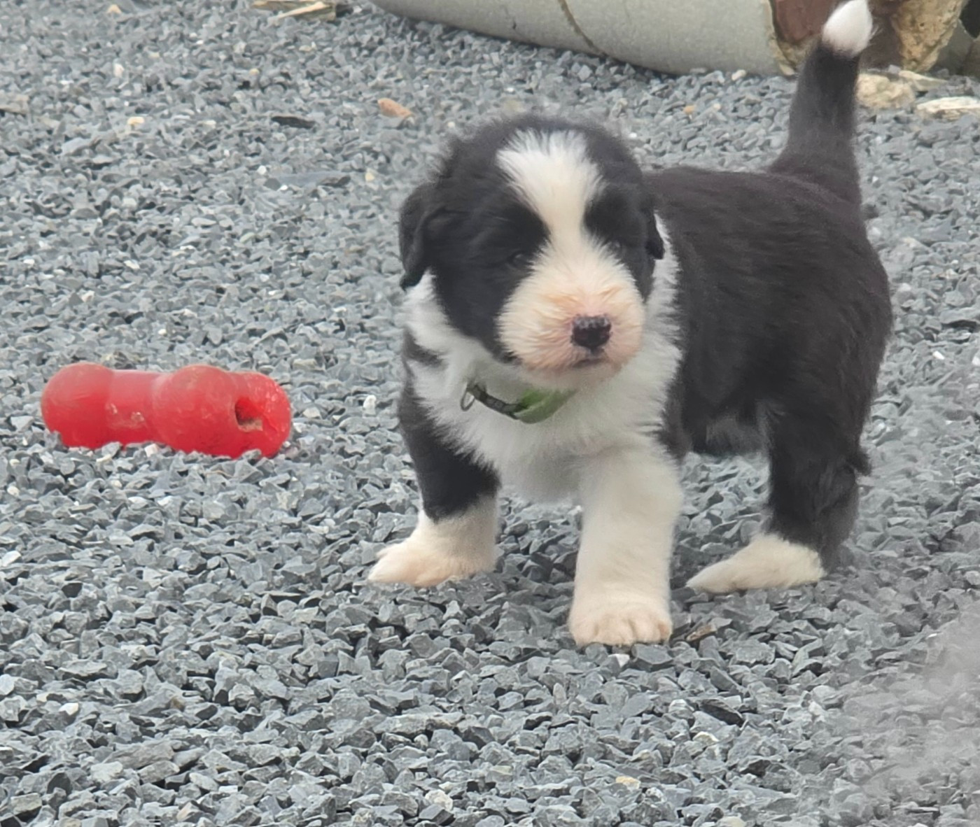 De La Vie En Couleur - Chiots disponibles - Bearded Collie