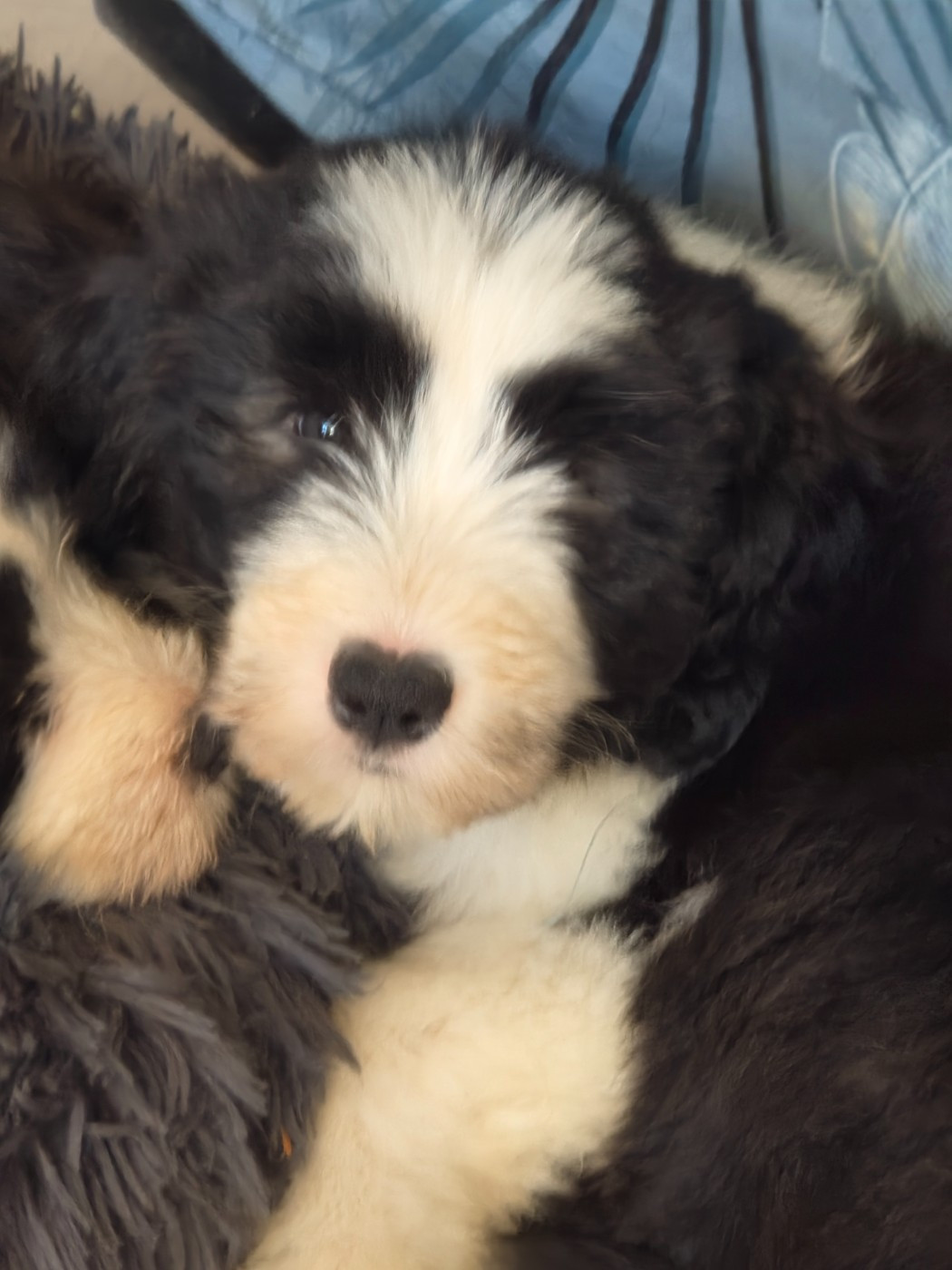 De La Vie En Couleur - Chiots disponibles - Bearded Collie