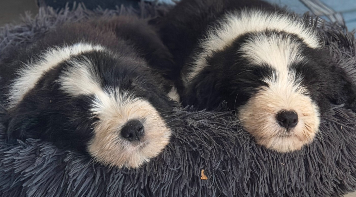 De La Vie En Couleur - Chiots disponibles - Bearded Collie