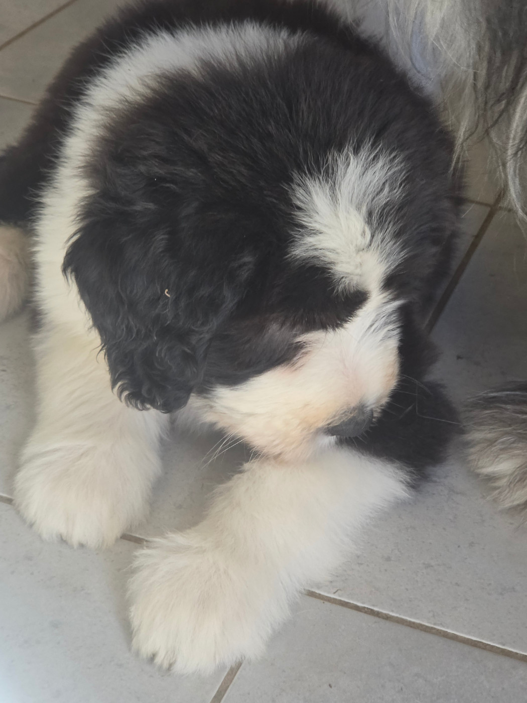 De La Vie En Couleur - Chiots disponibles - Bearded Collie
