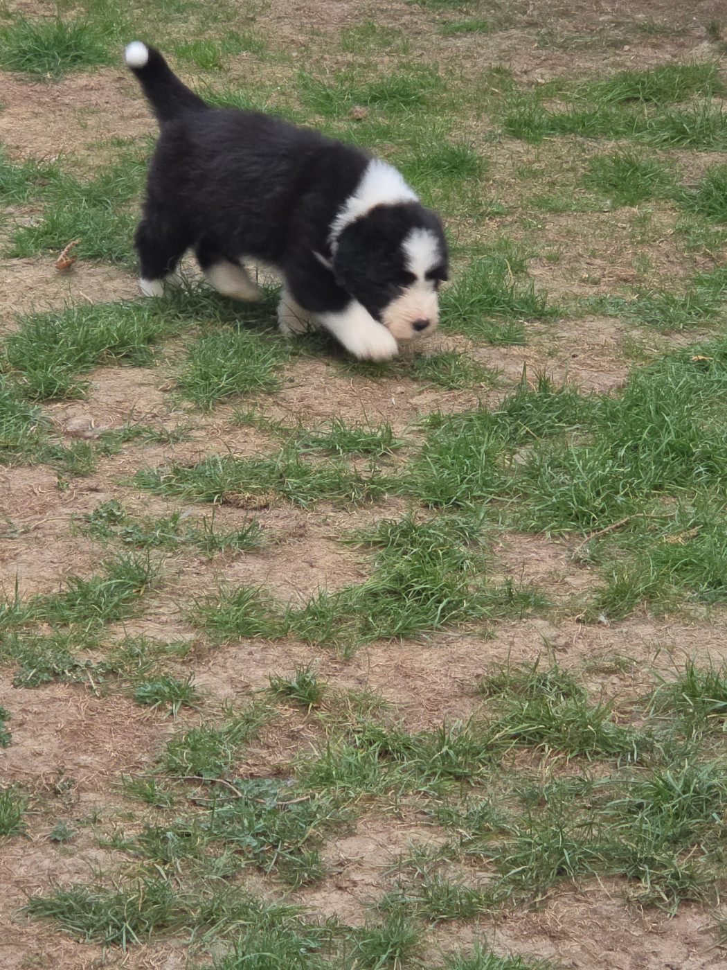 De La Vie En Couleur - Chiots disponibles - Bearded Collie