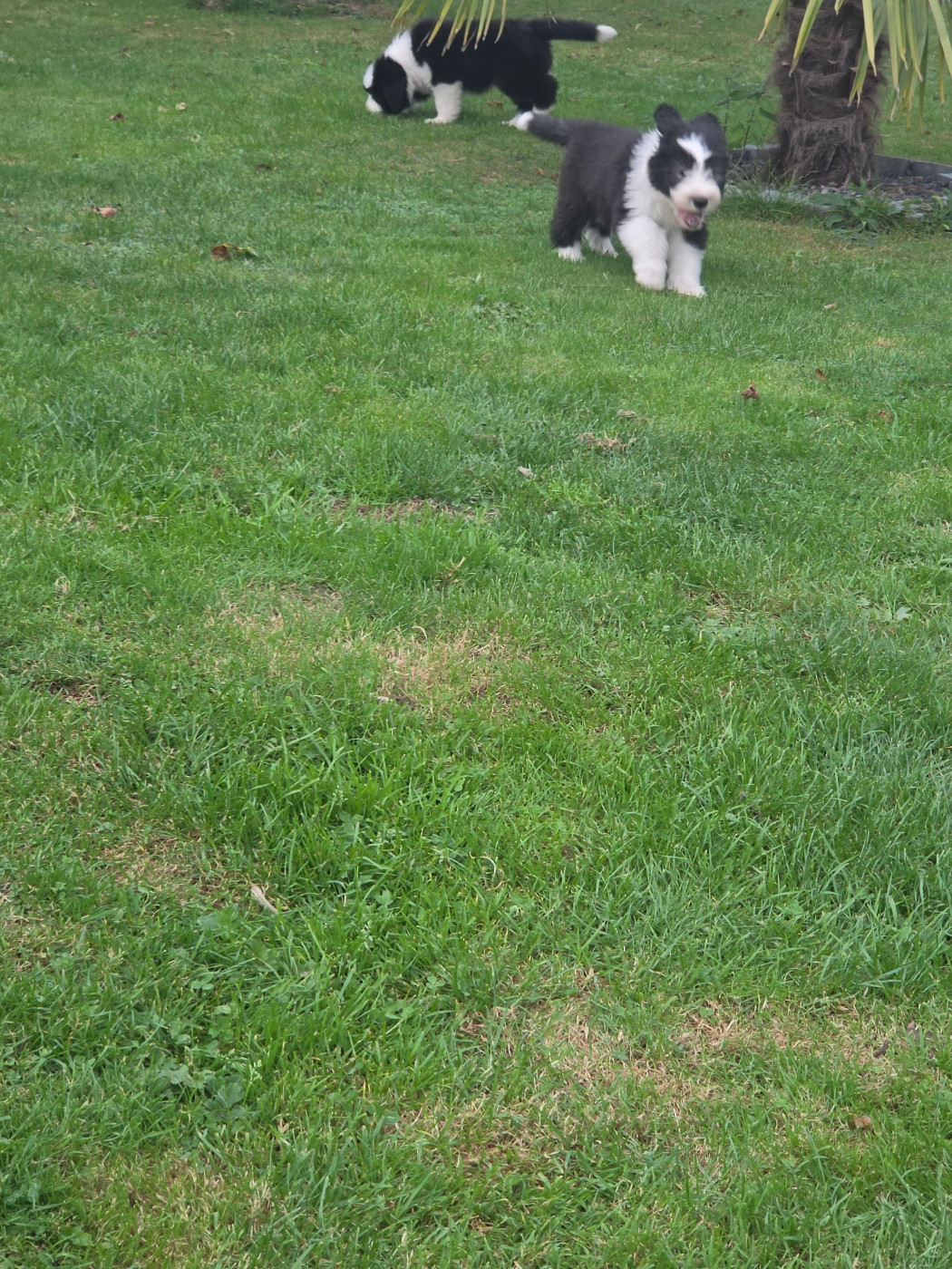 De La Vie En Couleur - Chiots disponibles - Bearded Collie