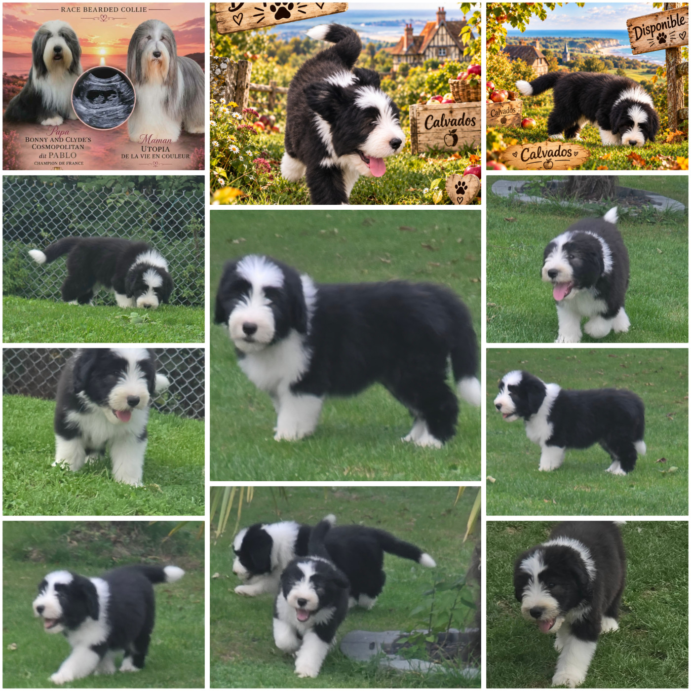 Chiot Bearded Collie De La Vie En Couleur