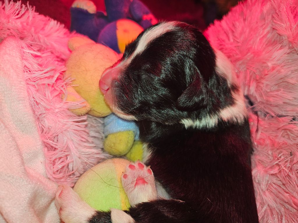 De La Vie En Couleur - Chiots disponibles - Bearded Collie