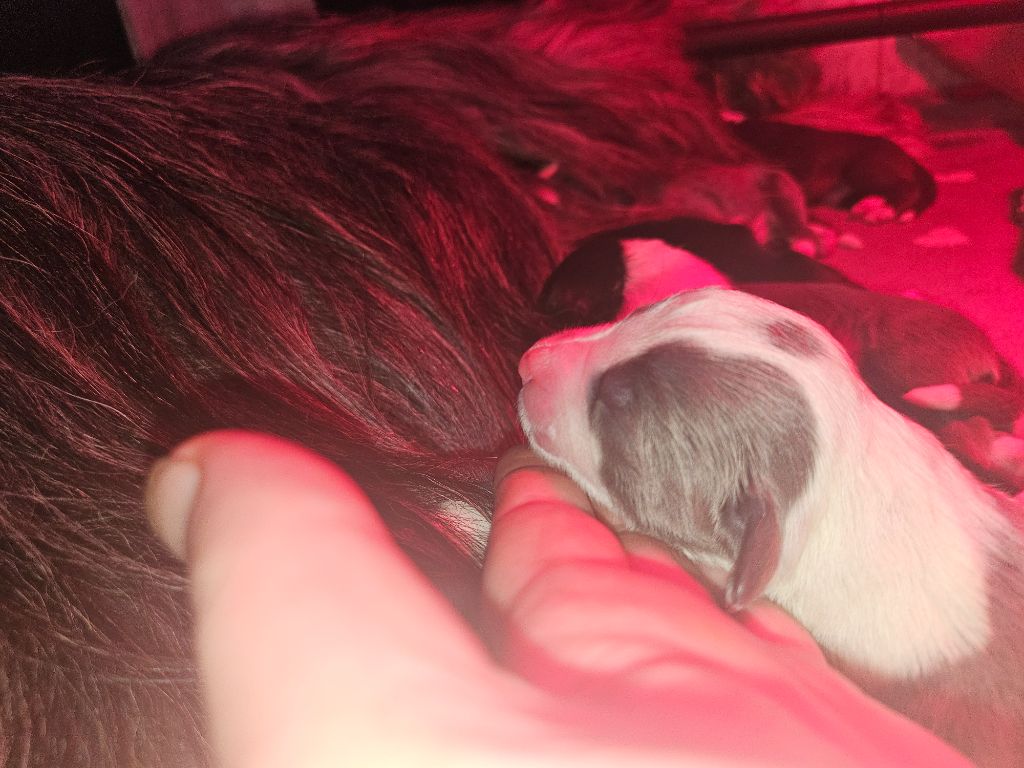 De La Vie En Couleur - Chiots disponibles - Bearded Collie