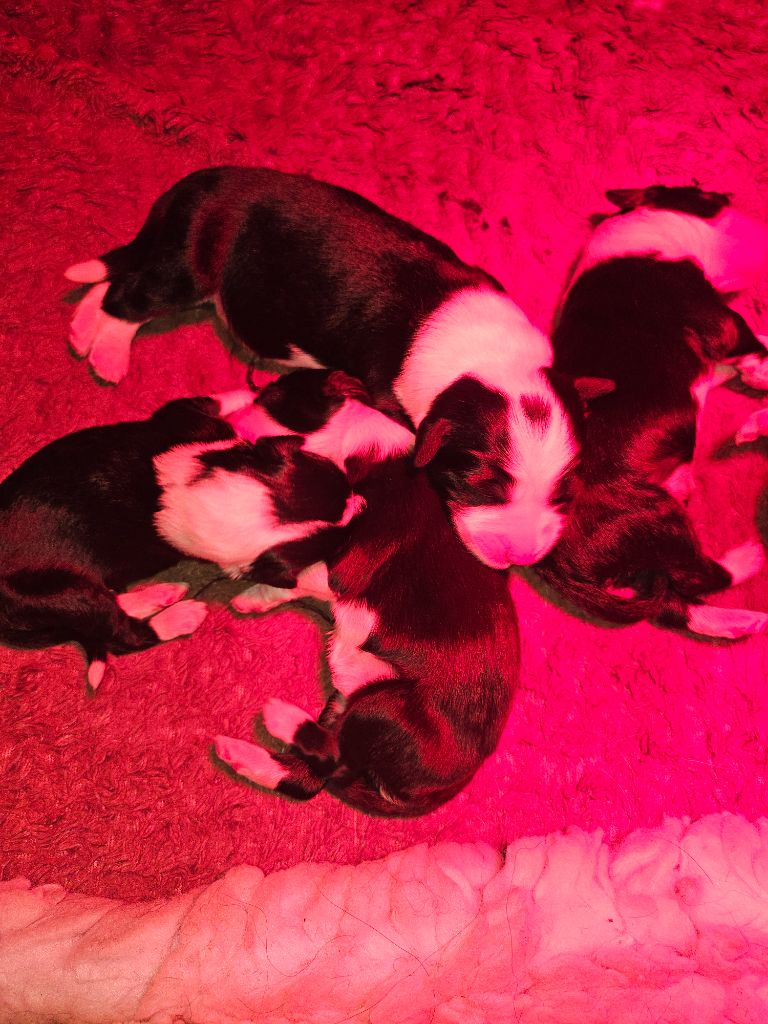 Chiot Bearded Collie De La Vie En Couleur