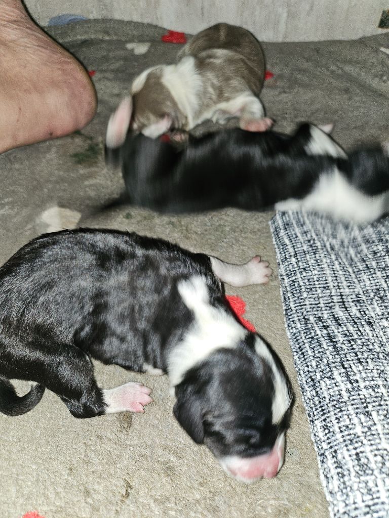 De La Vie En Couleur - Chiots disponibles - Bearded Collie