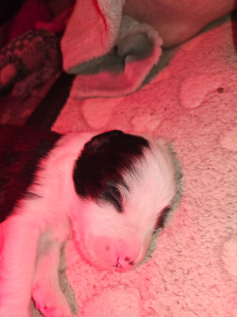 De La Vie En Couleur - Chiots disponibles - Bearded Collie