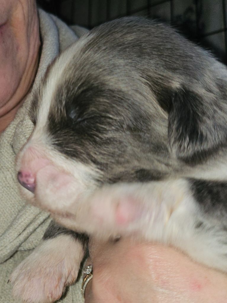 De La Vie En Couleur - Chiots disponibles - Bearded Collie