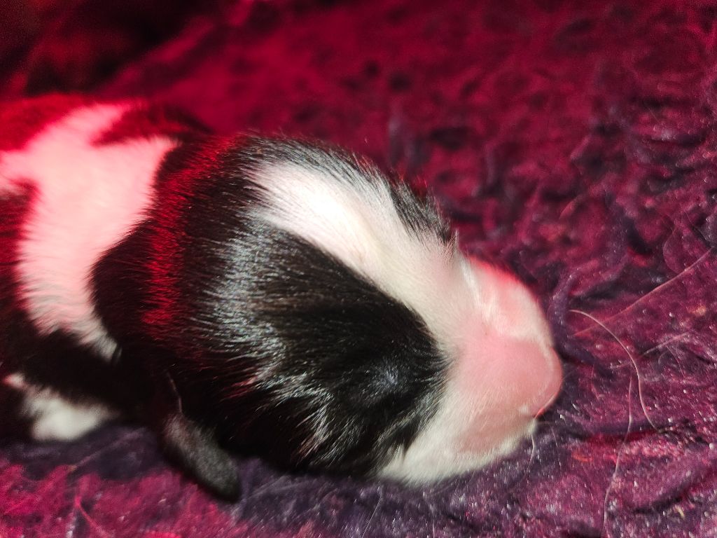 De La Vie En Couleur - Chiots disponibles - Bearded Collie