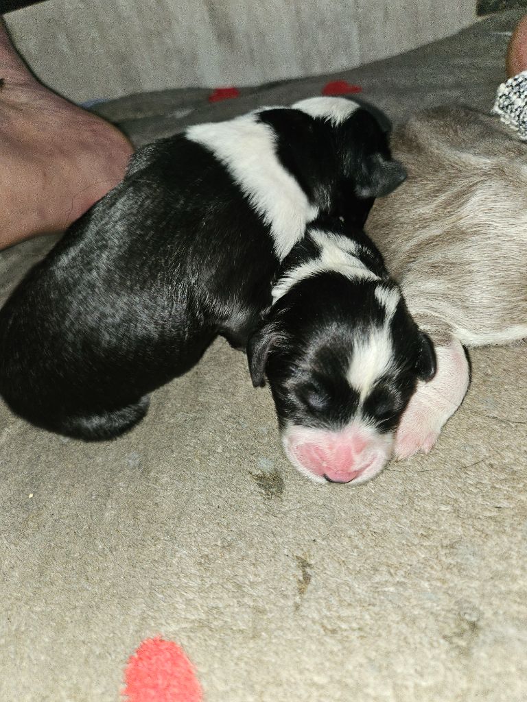 De La Vie En Couleur - Chiots disponibles - Bearded Collie