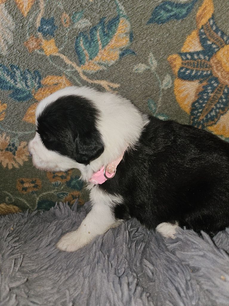 De La Vie En Couleur - Chiots disponibles - Bearded Collie