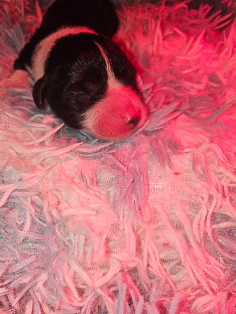 De La Vie En Couleur - Chiots disponibles - Bearded Collie