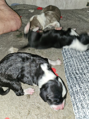 CHIOT 3
