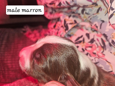 CHIOT 1