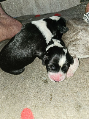 CHIOT 2
