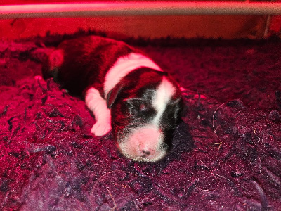 CHIOT 4