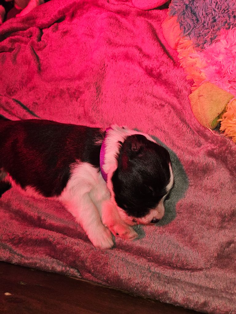 De La Vie En Couleur - Chiots disponibles - Bearded Collie