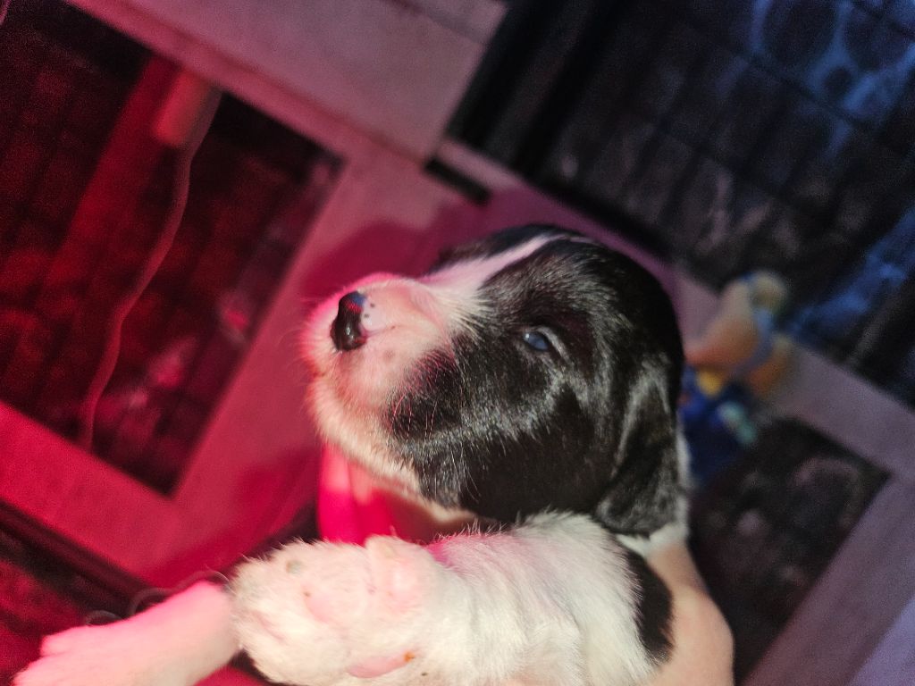 De La Vie En Couleur - Chiots disponibles - Bearded Collie