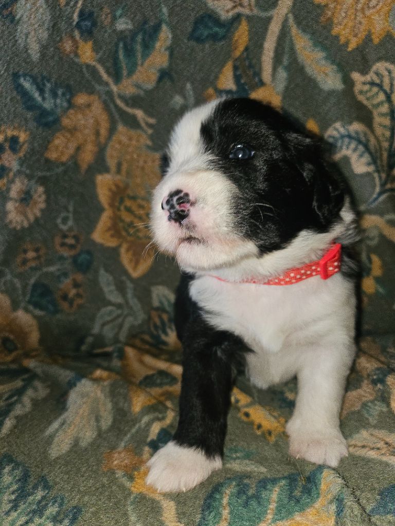 De La Vie En Couleur - Chiots disponibles - Bearded Collie