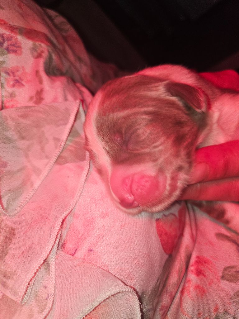 De La Vie En Couleur - Chiots disponibles - Bearded Collie