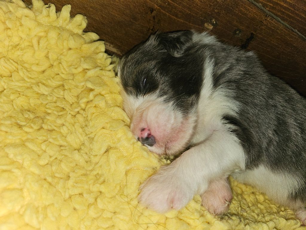 De La Vie En Couleur - Chiots disponibles - Bearded Collie