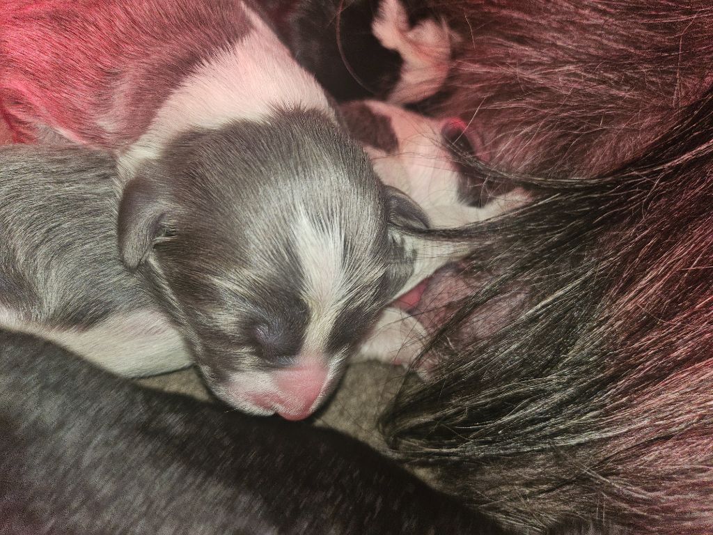 De La Vie En Couleur - Chiots disponibles - Bearded Collie