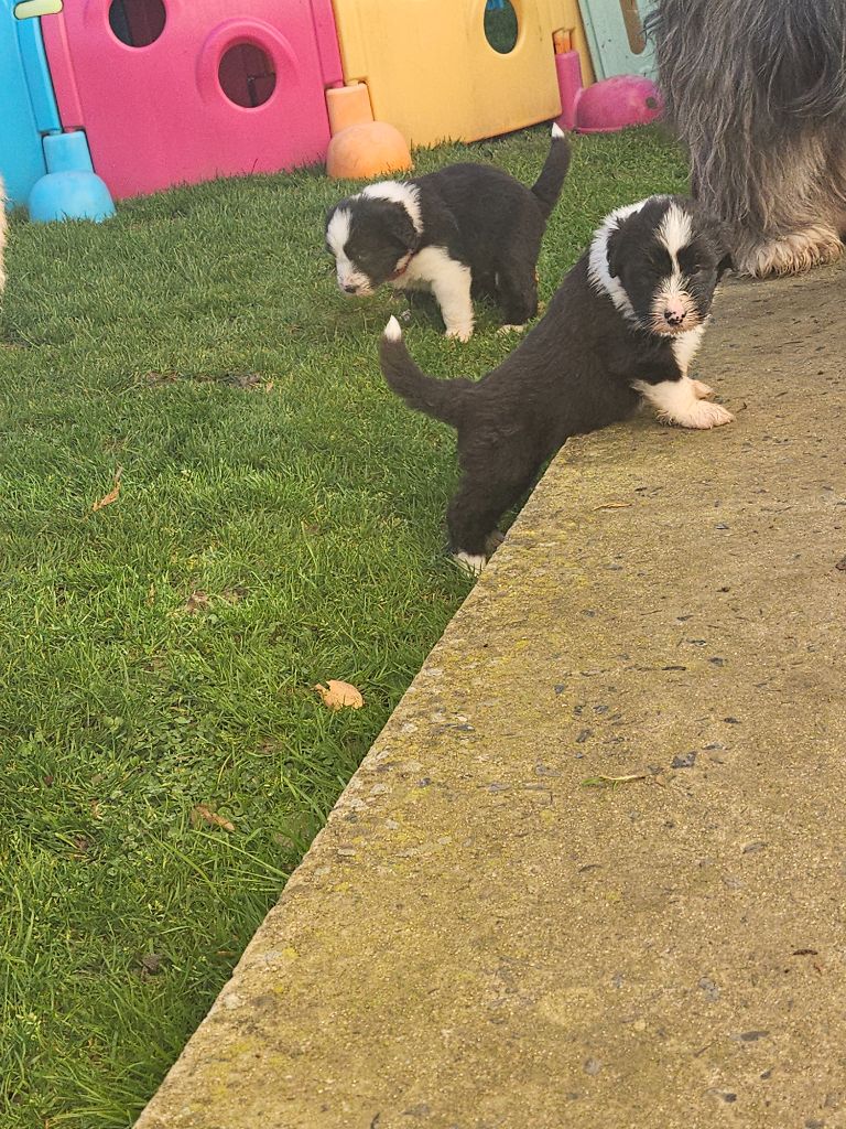 De La Vie En Couleur - Chiots disponibles - Bearded Collie